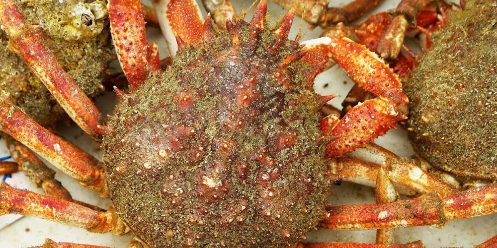 Araignée de Mer : Comment la cuire ? Quelle est la Saison ? Guide !