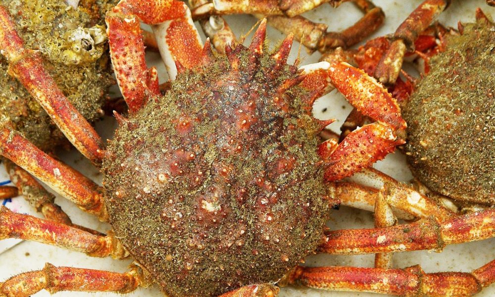 Araignée de Mer : Comment la cuire ? Quelle est la Saison ? Guide !