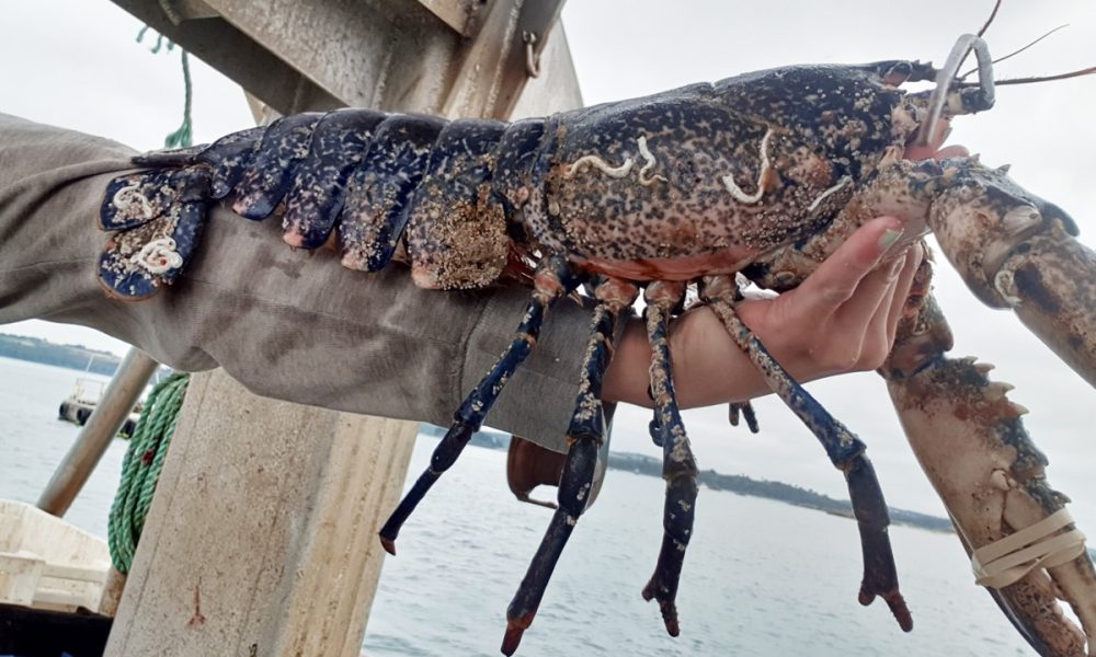 Le Homard bleu Breton : Où en acheter ? Quelle saison ? Idées recettes