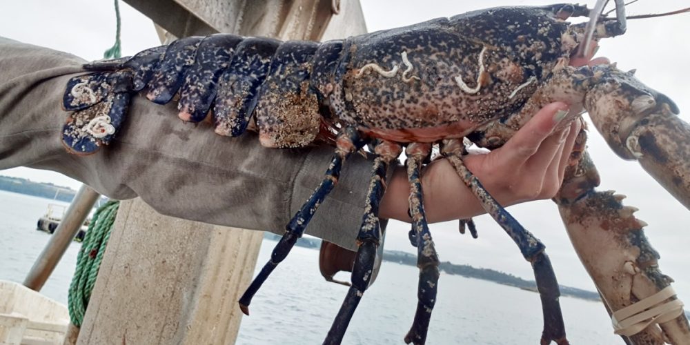 Le Homard bleu Breton : Où en acheter ? Quelle saison ? Idées recettes