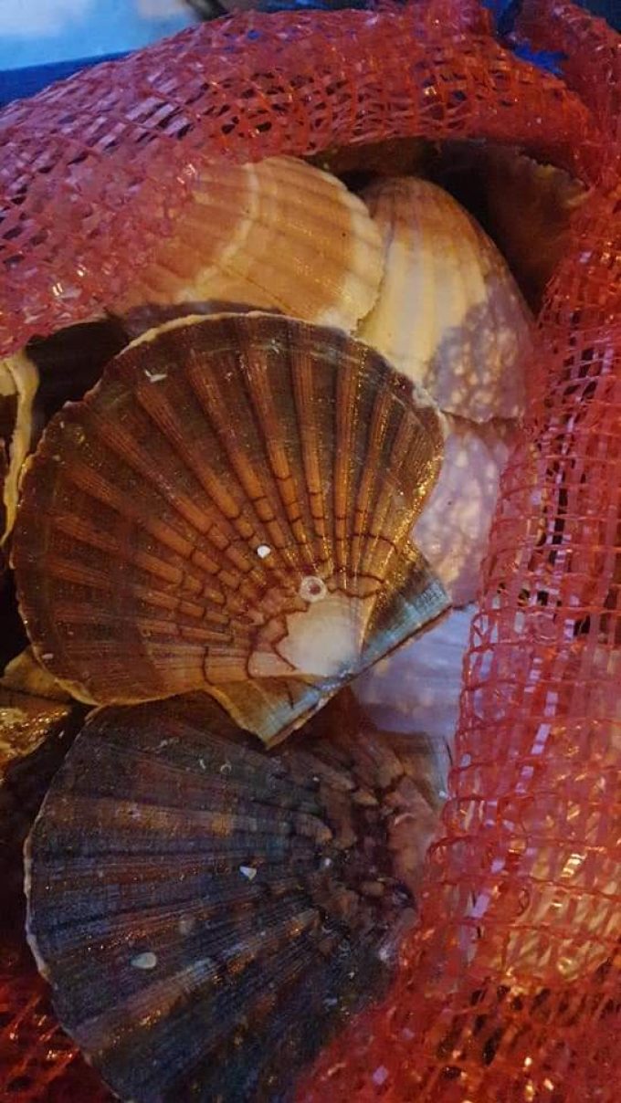 Armement Vafian - coquilles saint jacques