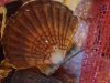 Armement Vafian - coquilles saint jacques