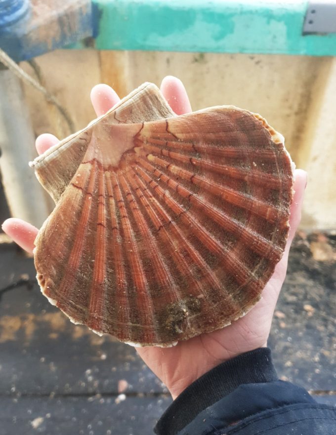 Armement Vafian - belle coquille saint jacques