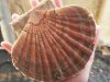 Armement Vafian - belle coquille saint jacques