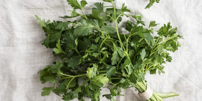 L’armoise : reconnaître, cuisiner et cultiver cette plante sauvage