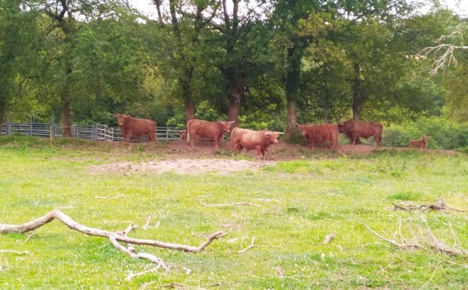 Armorvif Green Vallée - cattle