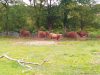 Armorvif Green Vallée - cattle