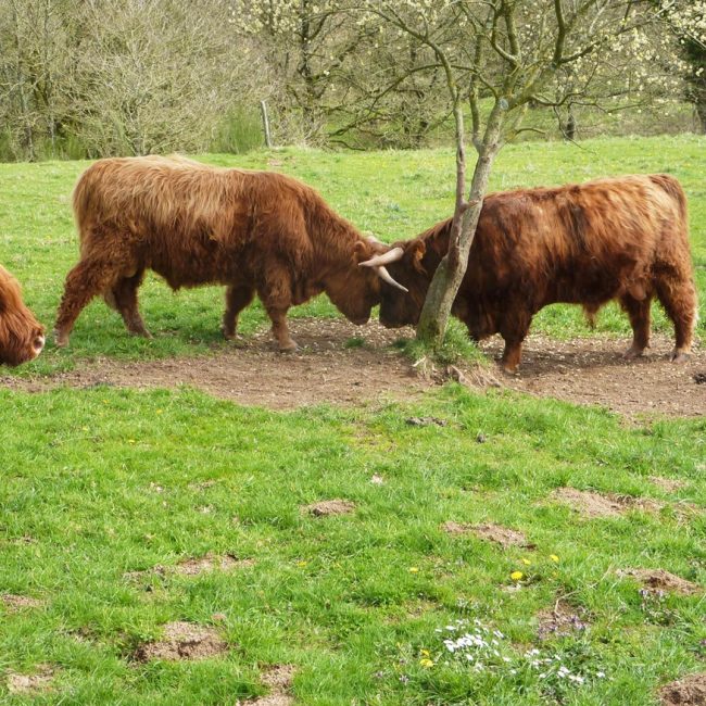 Armorvif Green Vallée