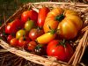 Tomates anciennes