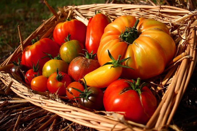 Tomates anciennes
