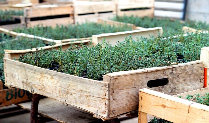 Plants d'aromatiques