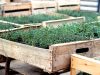 Plants d'aromatiques