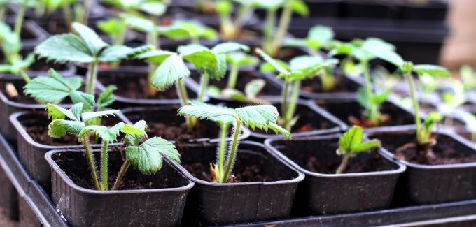 Plants de fruitiers