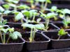 Plants de fruitiers