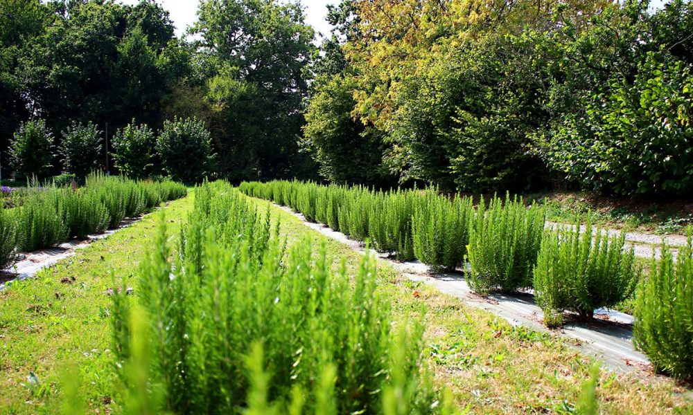 Herbes aromatiques et condimentaires : le calendrier mois par mois