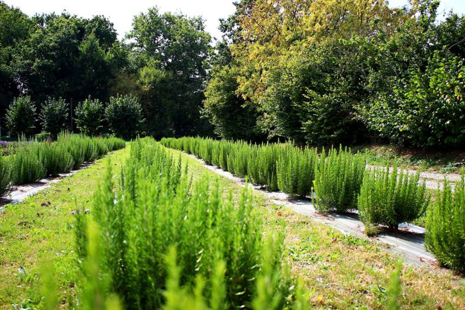 Champ d'aromatiques