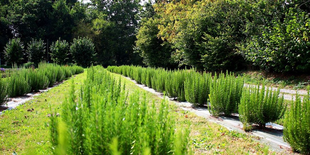 Herbes aromatiques et condimentaires : le calendrier mois par mois