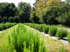 Champ d'aromatiques