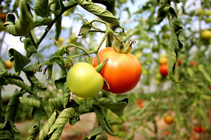 Tomates en serre