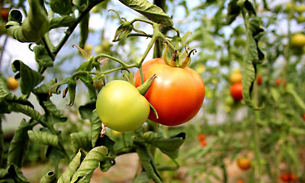 Quelle est la saison de la Tomate en France ? Calendrier et Explications