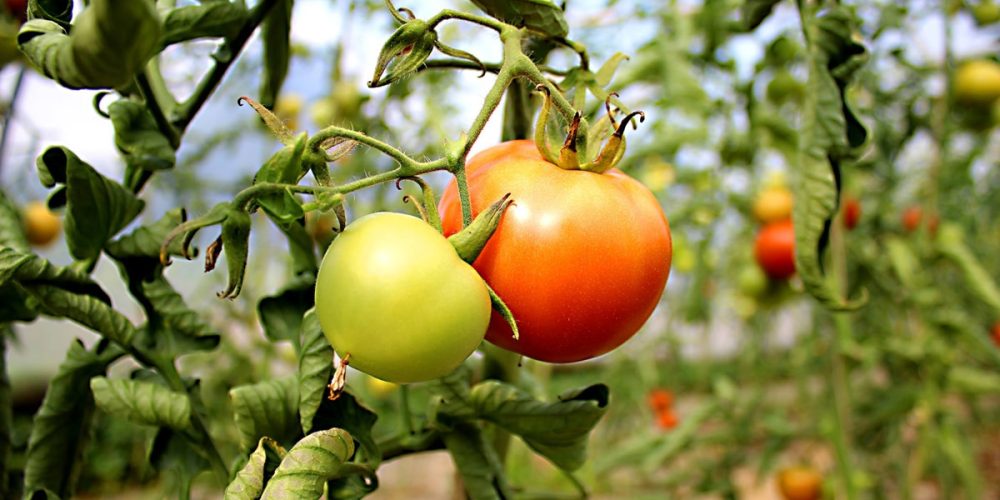 Quelle est la saison de la Tomate en France ? Calendrier et Explications
