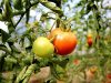 Tomates en serre