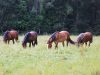 Élevage Ar Sav Heol - nos chevaux au pré