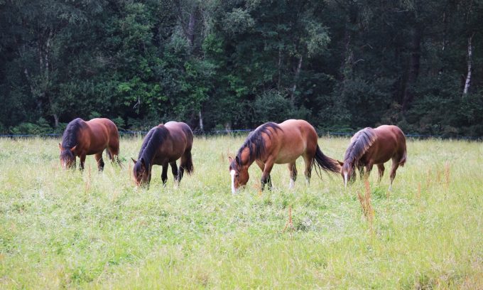Élevage Ar Sav Heol - nos chevaux au pré