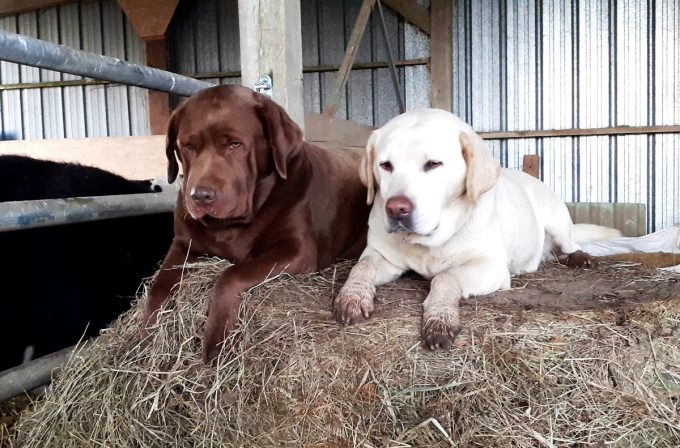 Élevage Ar Sav Heol - nos chiens de troupeau