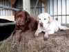 Élevage Ar Sav Heol - nos chiens de troupeau