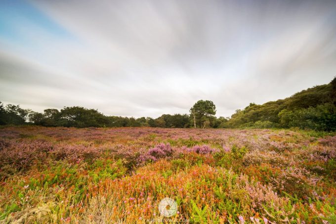 Association de Langazel - landes fleuries à brouter