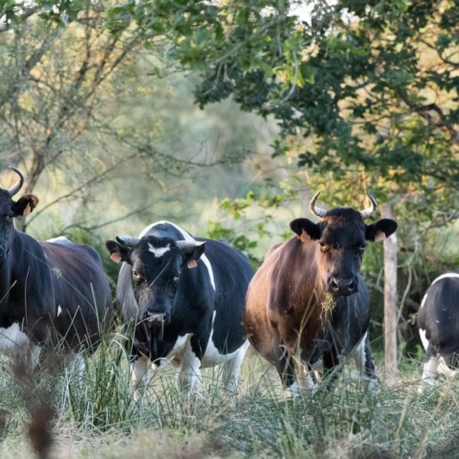 Association de Langazel