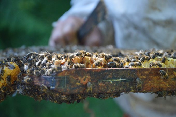 Atelier Mielimer - abeilles