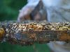 Atelier Mielimer - abeilles
