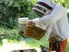 Atelier Mielimer - récolte du miel