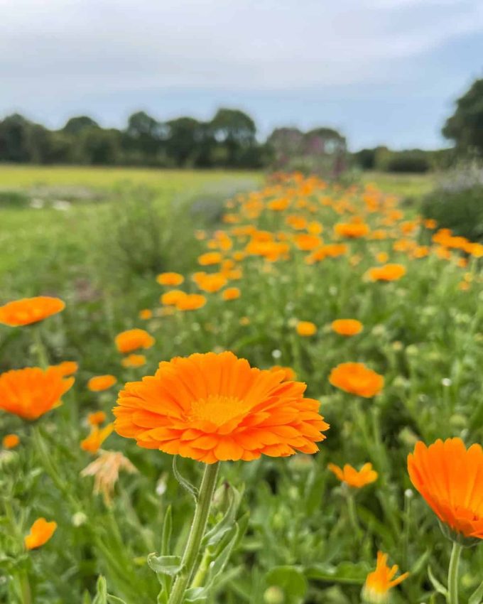 Atikè - Calendule officinale