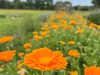 Atikè - Calendule officinale