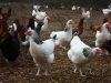 Au Champ du Coq