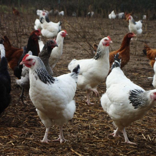 Au Champ du Coq