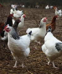 Au Champ du Coq