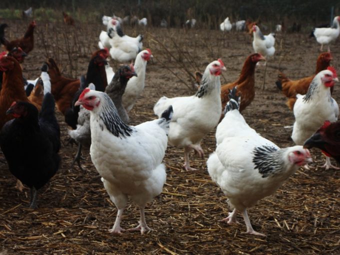 Au Champ du Coq