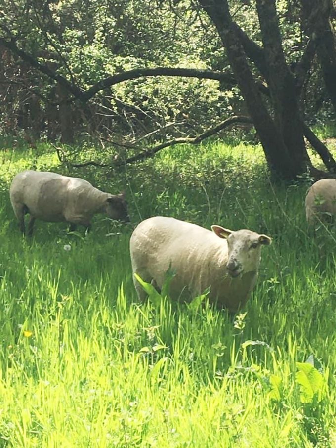 Au Pré de chez Vous