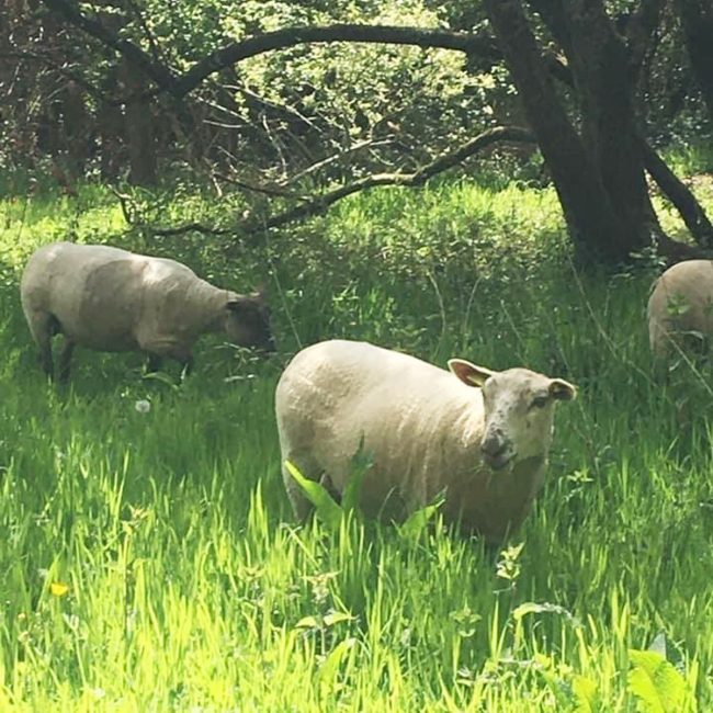 Au Pré de chez Vous