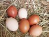 Au Pré de chez Vous - oeufs extra frais