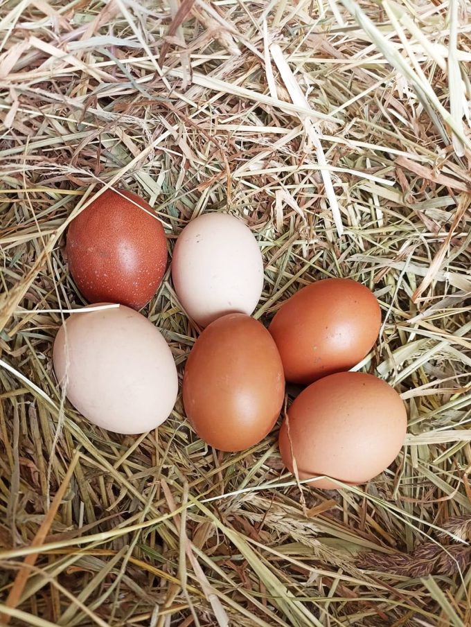 Au Pré de chez Vous - oeufs extra frais