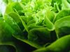 Au Pré de chez Vous - salade