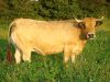 Vache Aubrac