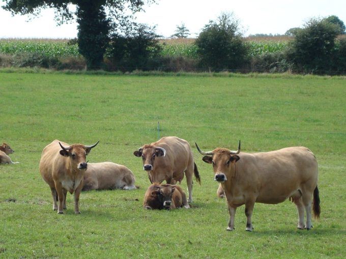Vaches Aubrac