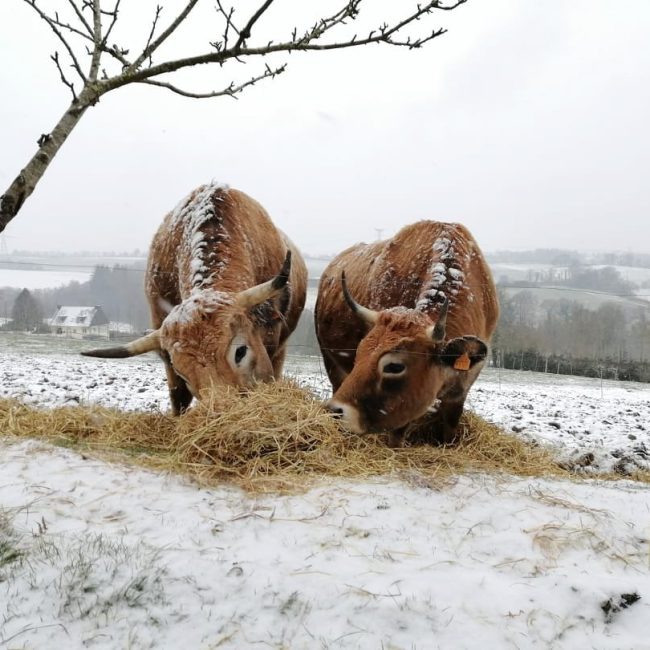 Ferme d&rsquo;Aubrac de Saint-Thurien