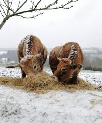 Ferme d&rsquo;Aubrac de Saint-Thurien